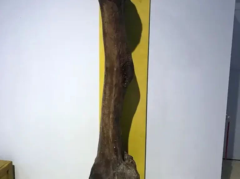 A full-scale Apatasaurus femur bone cast in the “Dinosaurs in your Backyard” exhibition