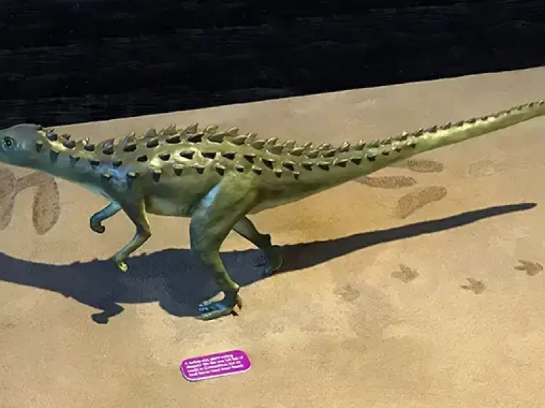 A full-scale recreation of the dinosaur Scutellosaurus