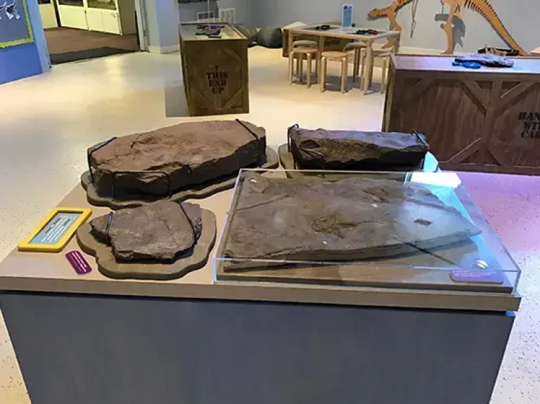Tracks Fossils Table from Dinosaurs in your Backyard exhibit.