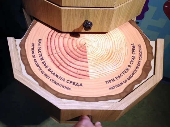 Paul Orselli | Muzeiko Museum | Tree Rings Exhibit